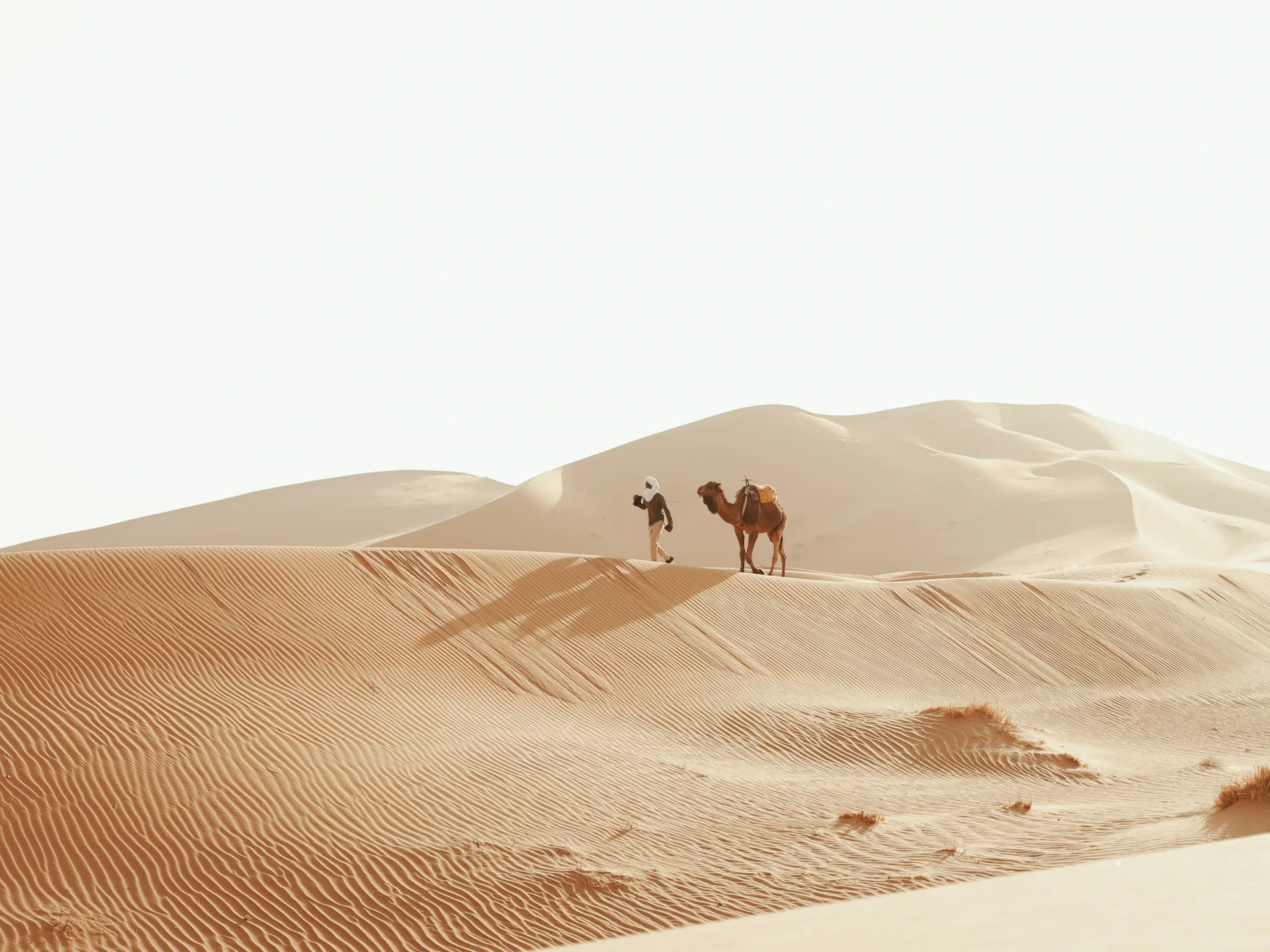 deseet camel
